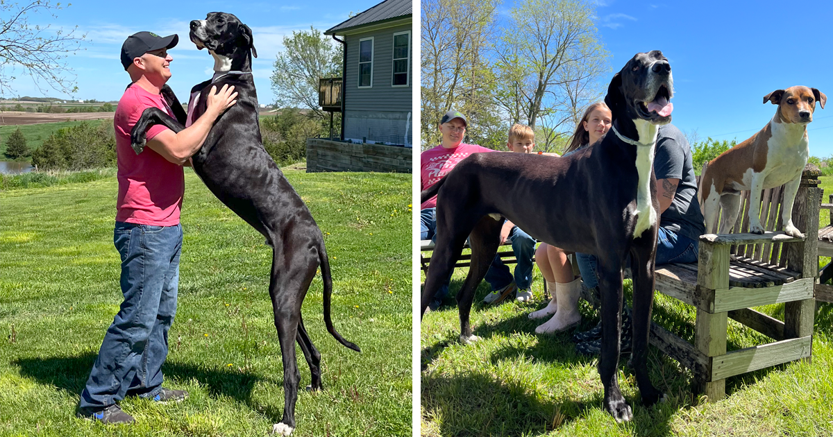 Meet Kevin, The World’s Tallest Living Dog From West Des Moines, Iowa