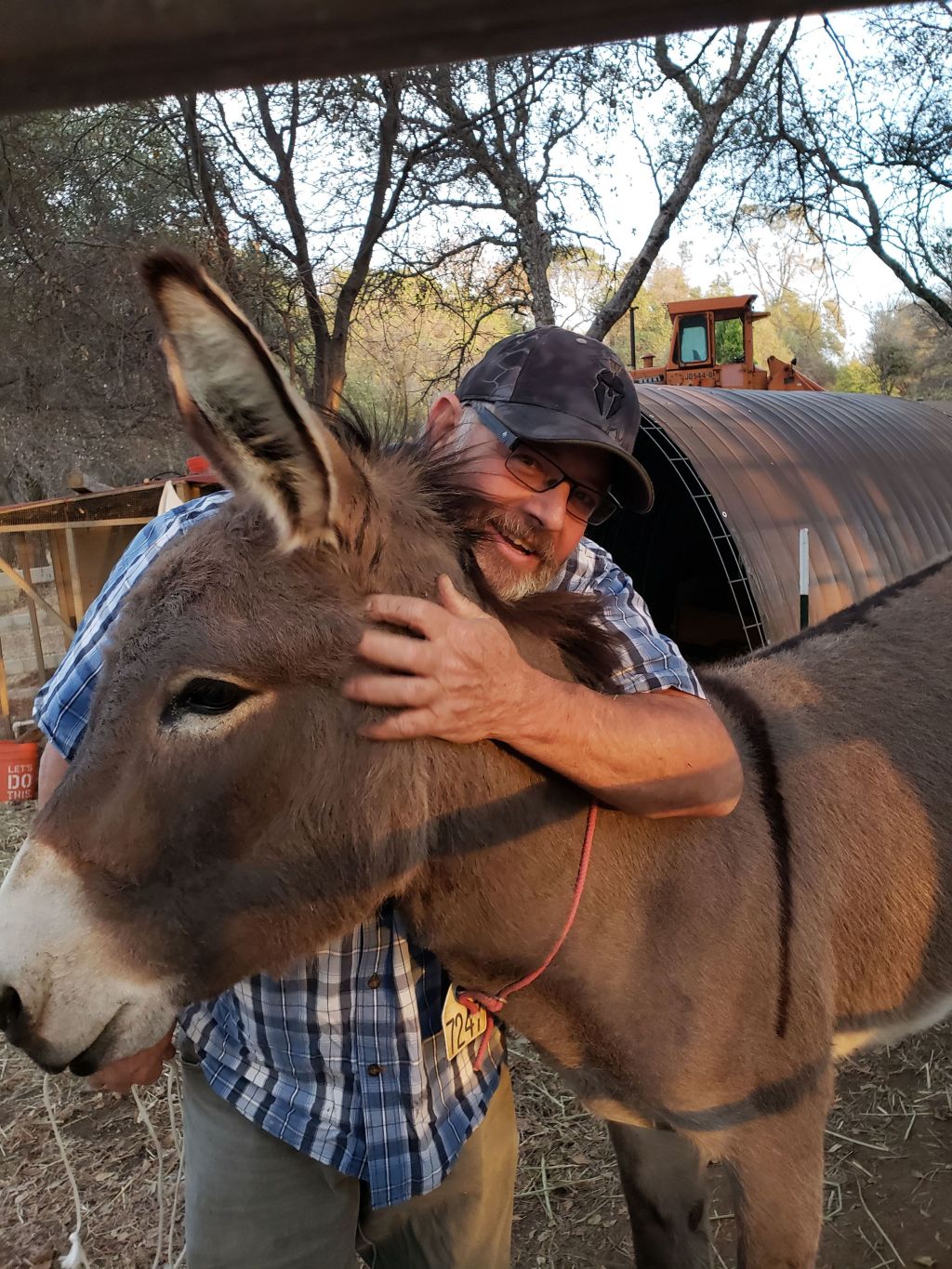 A pet donkey disappeared in Northern California five years ago. He’s been spotted living with a herd of wild elk