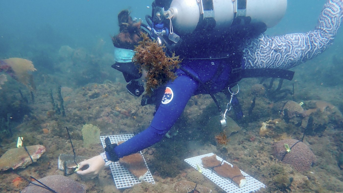 Florida reefs are in trouble. Could the answer lie in coral from the Caribbean?