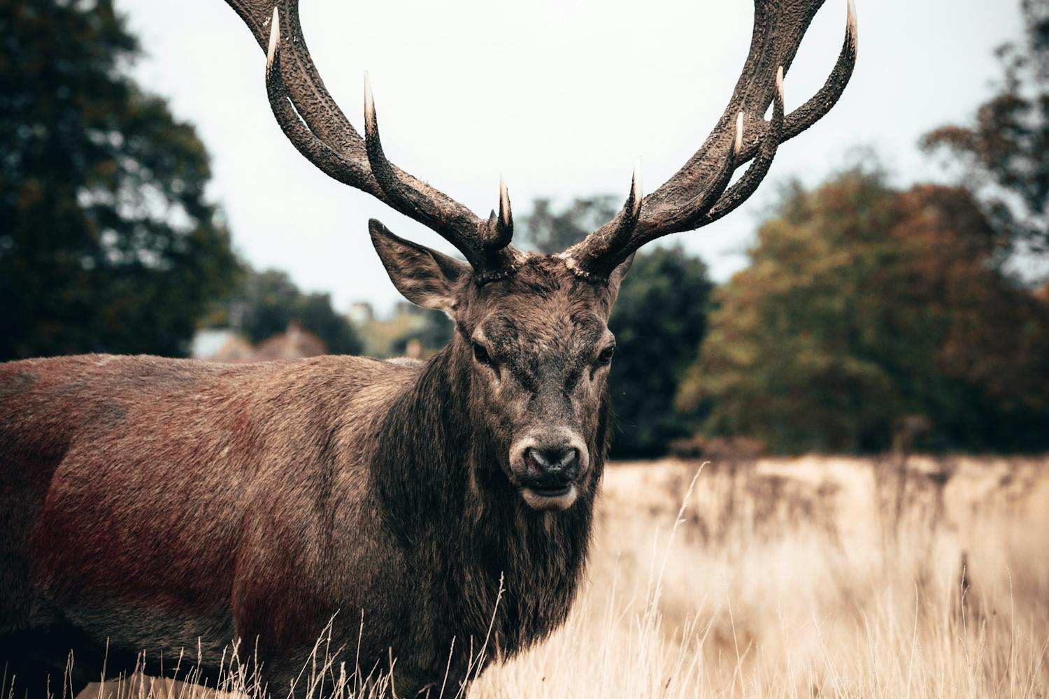 Cerfs zombies : la maladie qui ravage l’Amérique du Nord et inquiète les scientifiques