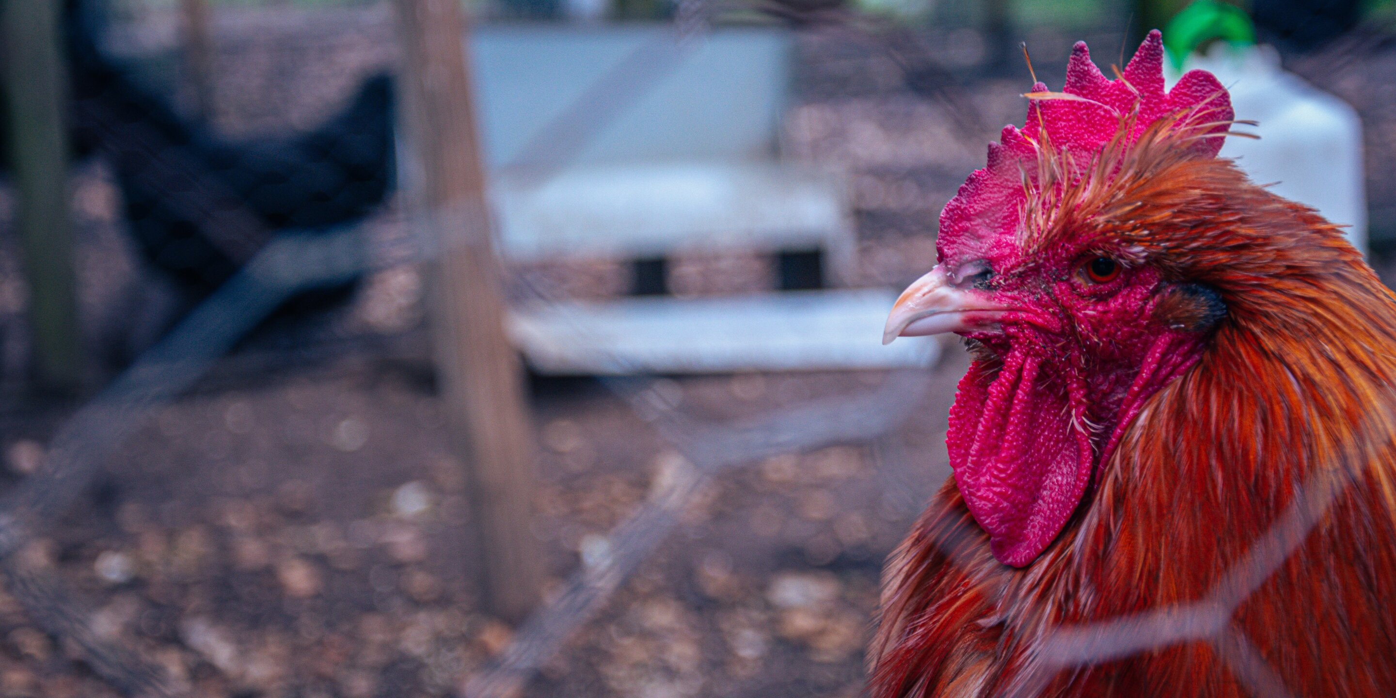 US has worst bird flu outbreak in two years at Iowa egg farm