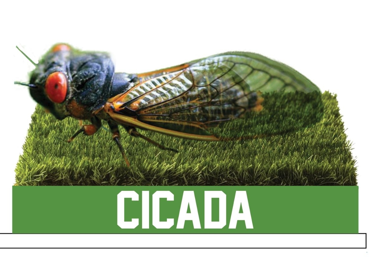 Bobblehead Museum Celebrates 'Triumphant Return' Of Cicada