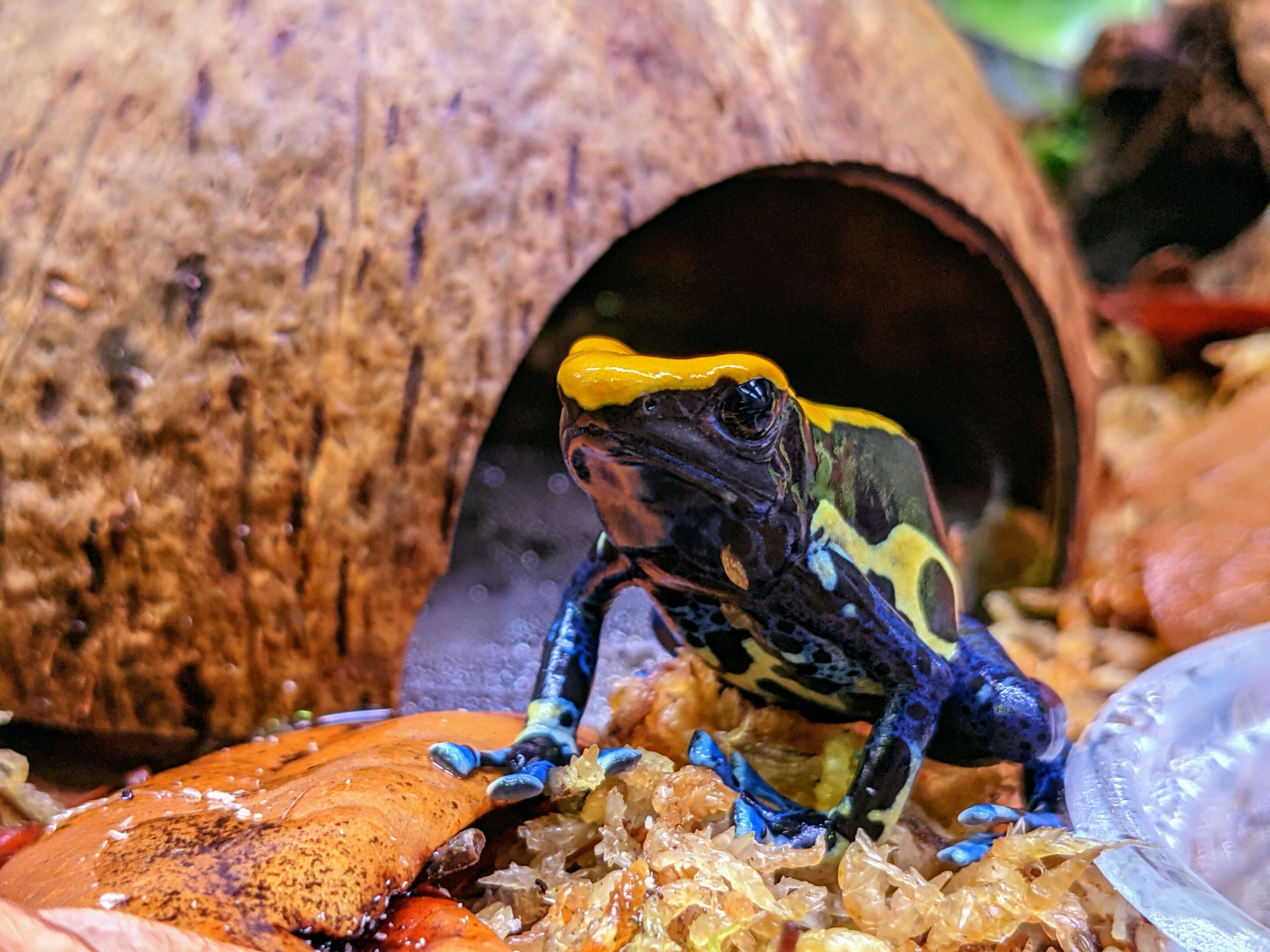 Why do dyeing poison frogs tap dance?