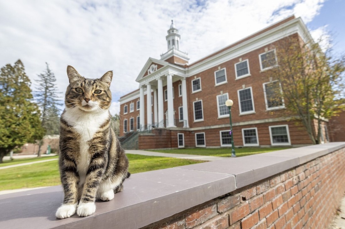 猫に博士号の学位を「授与」、学生や職員に愛されるキジトラ　米バーモント大学