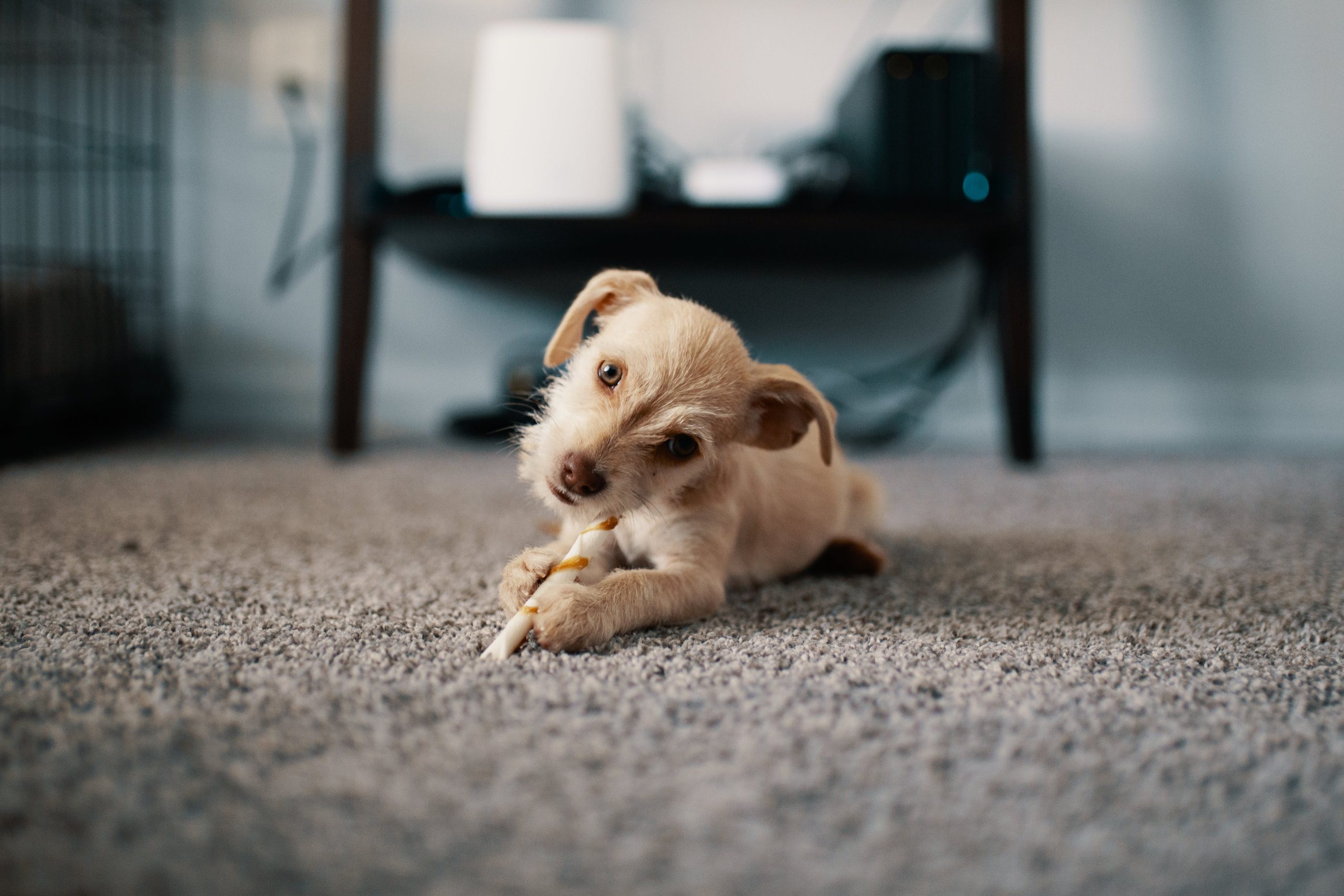 Crean una IA capaz de traducir los ladridos de tu perro