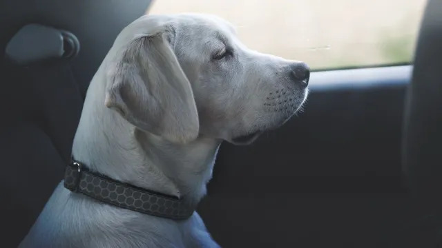 Montana Man Gets Into Wrong Car, Stranger’s Dog in Back Seat