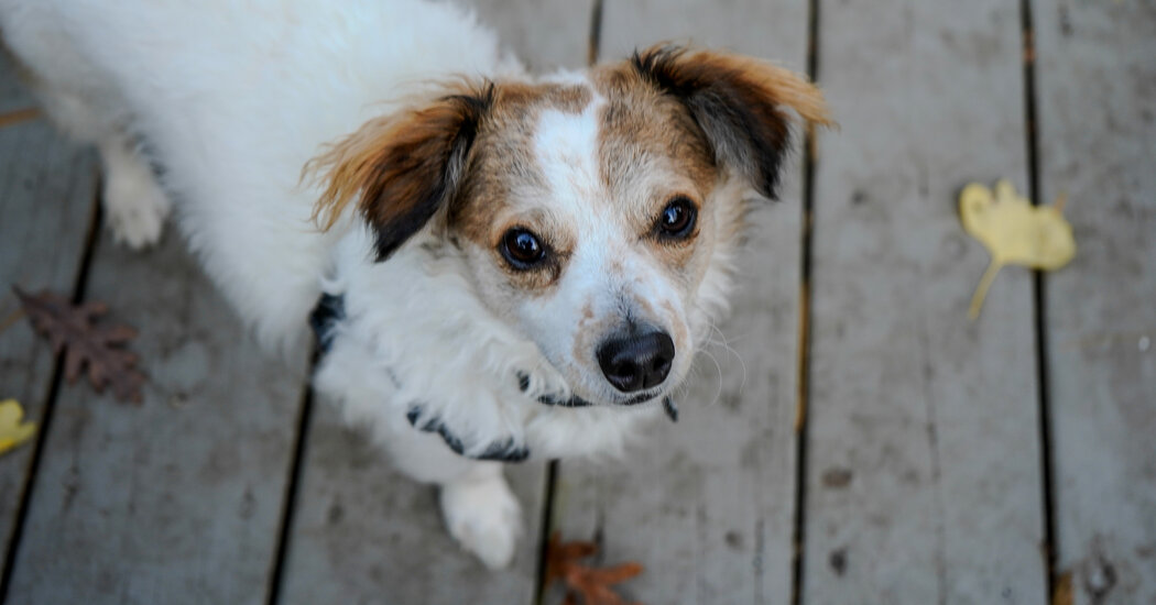 Our Pandemic Puppy Brought Pure Joy. Losing Him, Pure Heartbreak. - The New York Times