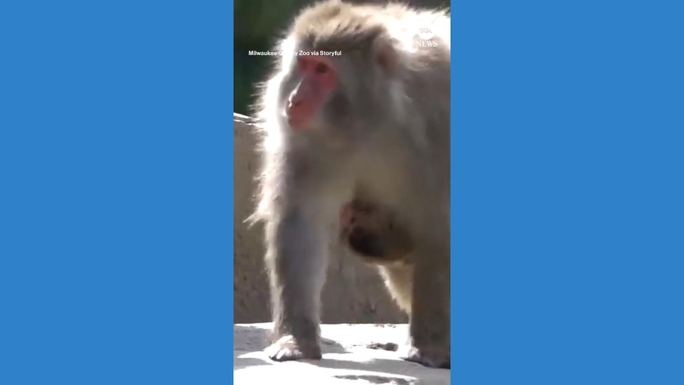 WATCH: Baby monkey hitches a ride on mom at Wisconsin zoo