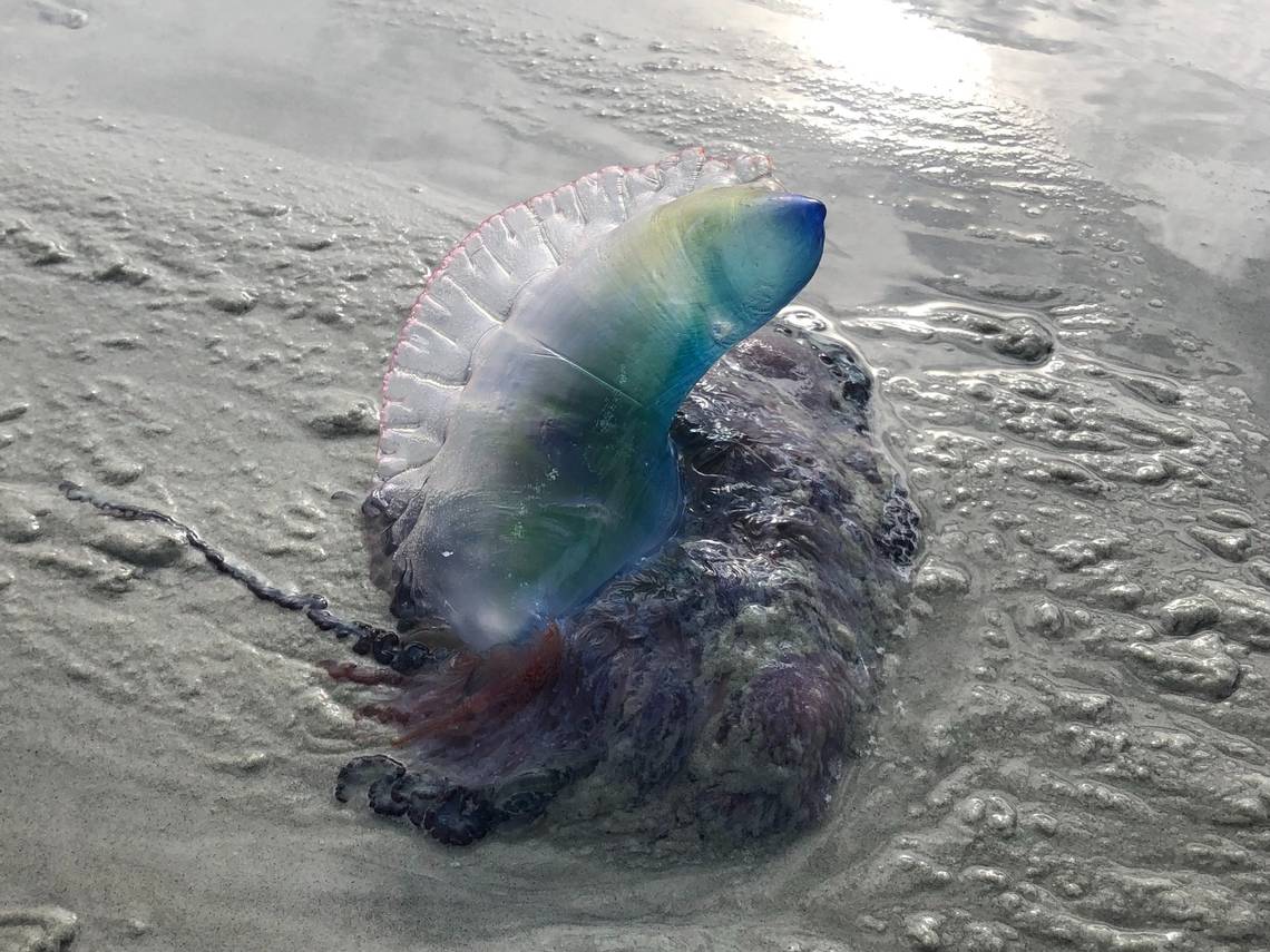 Toxin-carrying creature popping up on GA, NC beaches. Have they washed up on Hilton Head?
