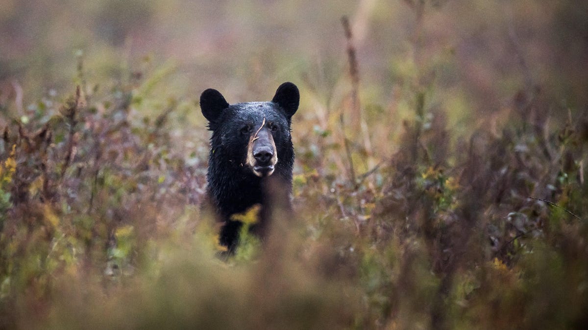 Family Eats Bear, Ends Up With Parasitic Worms