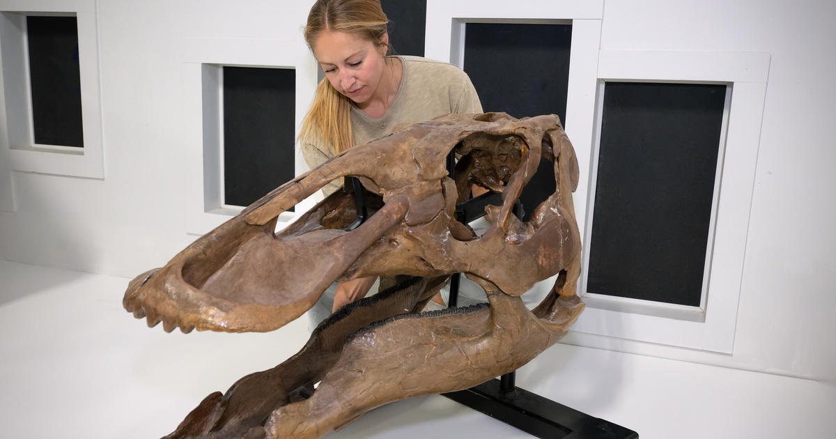 Rare juvenile T. rex fossil found by children in North Dakota to go on display