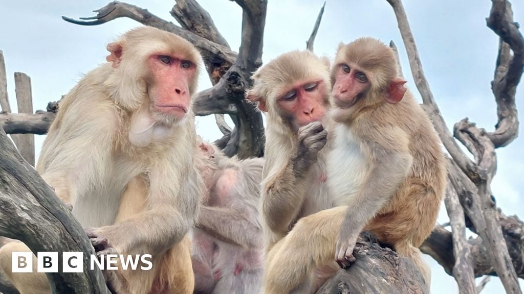 Monkeys got along better after hurricane - study