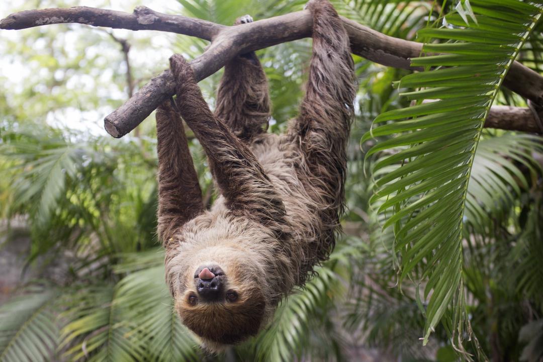 Costa Rica Finally Does Away With Public Zoos