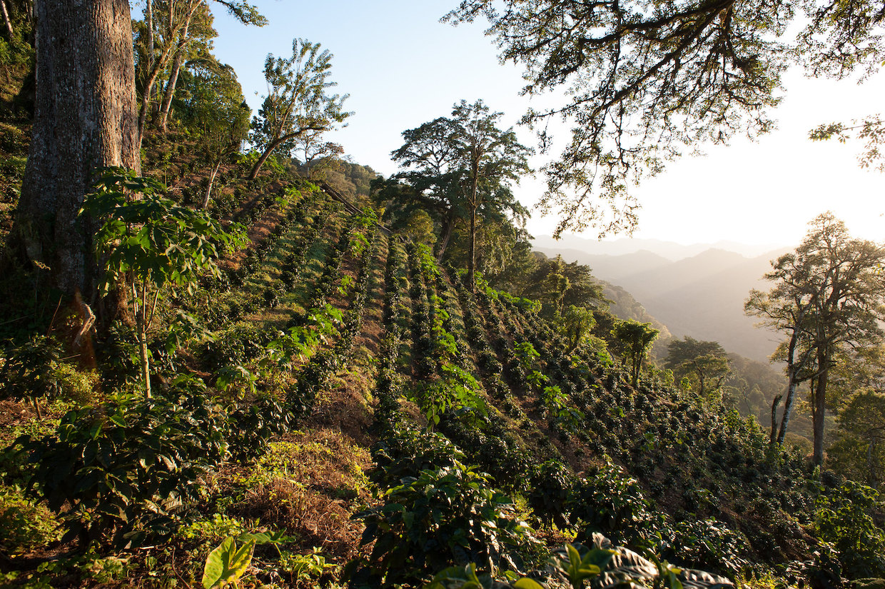 Nicaragua Coffee Report: Production May Rebound Despite Ongoing Labor Shortage