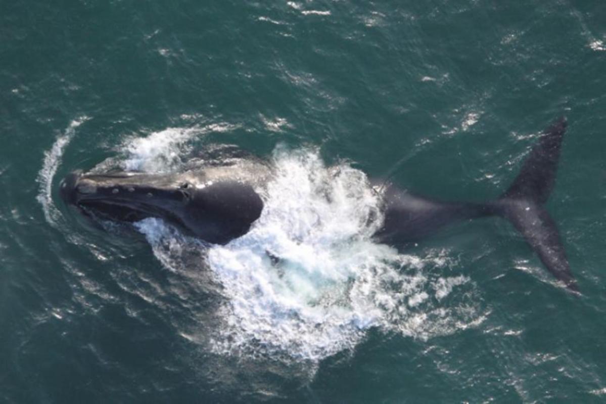 Scientists astonished after sighting one of world's rarest whale species: 'We both knew immediately what it was'