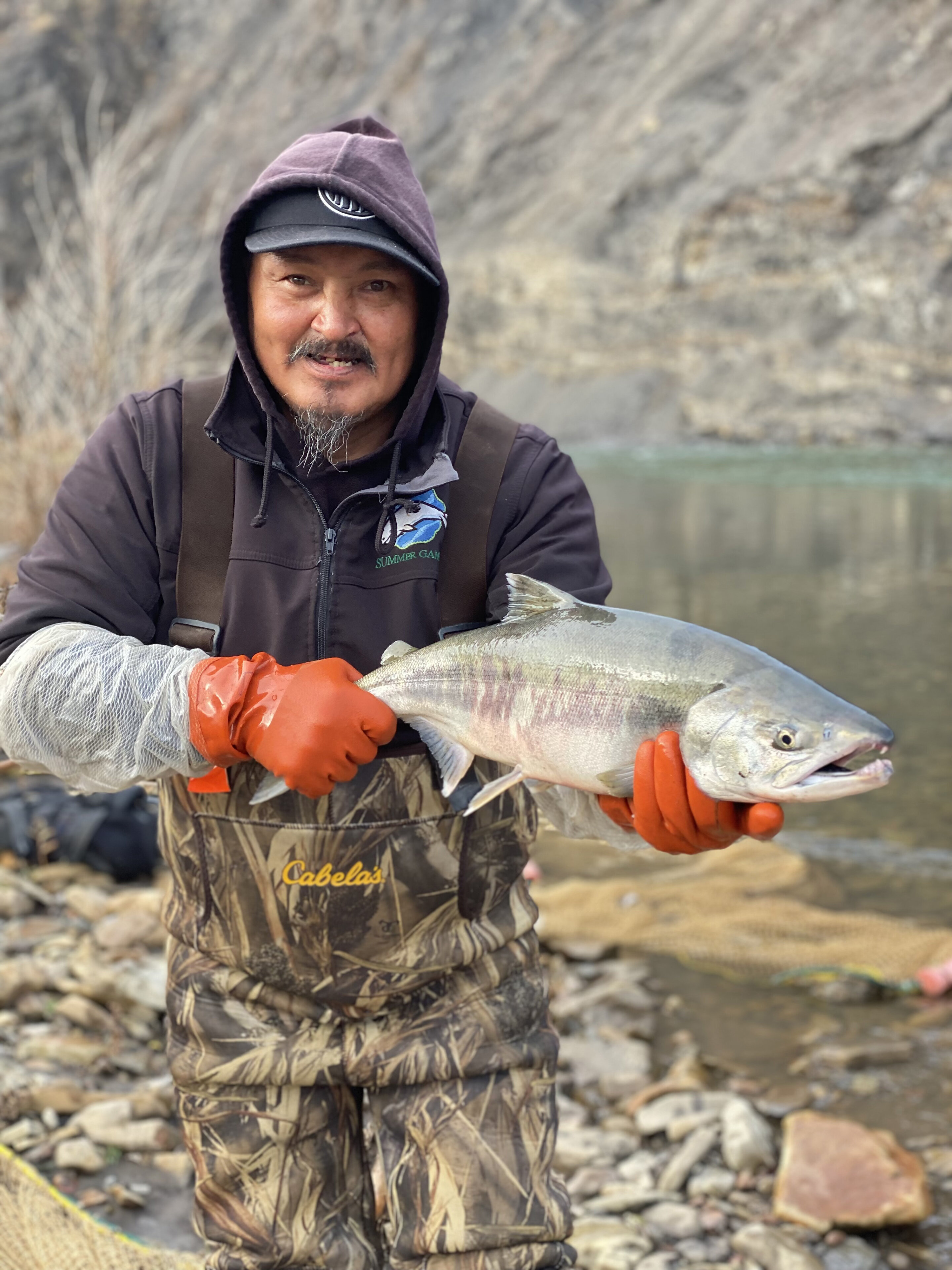 'Open gates' in warming Arctic are expanding salmon range