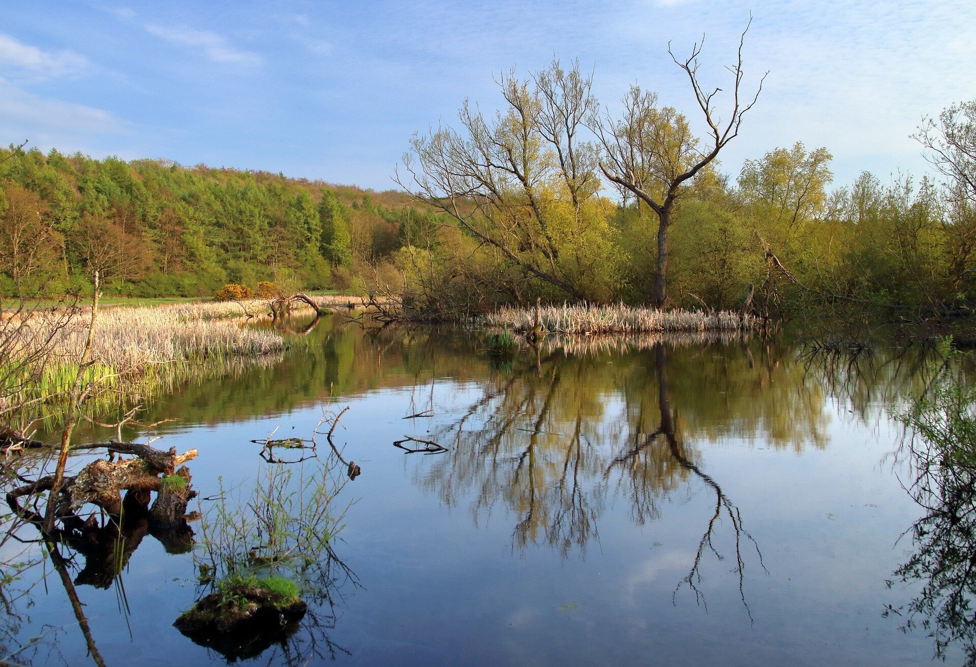 Small ponds in Minnesota prairies may help save minnow species