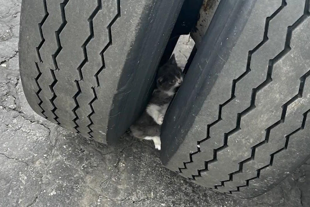 Trapped kitten rescued from in between semi truck tires