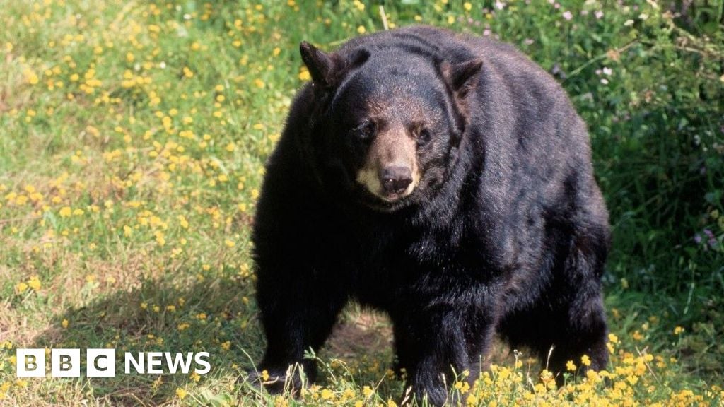 Fatal black bear attack a first in California history