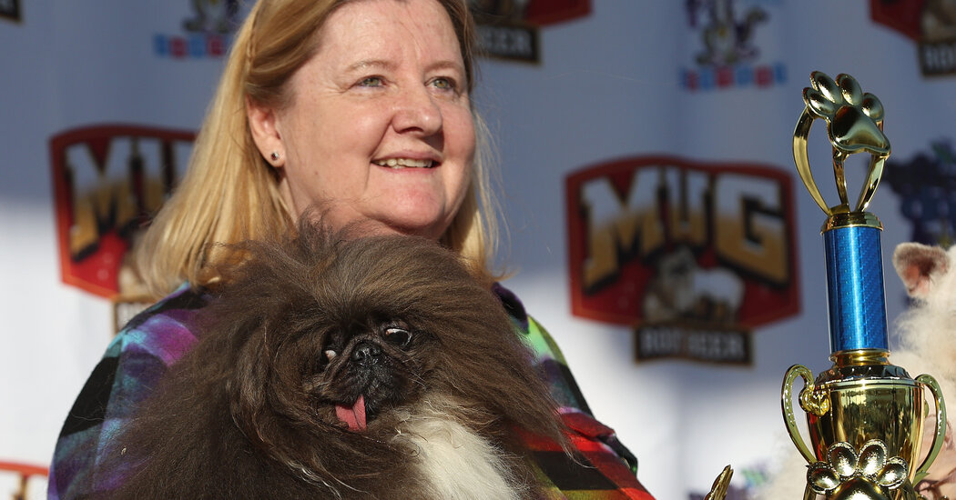 A Tenacious and Wild Pekingese Is the Ugliest Dog, After Five Tries