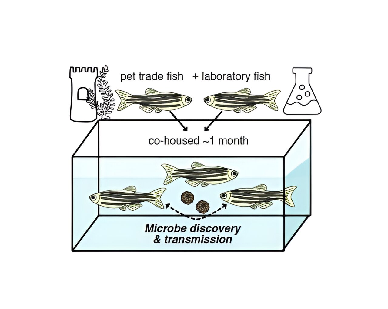 Novel virus identified in zebrafish from the pet trade causes disease in laboratory fish