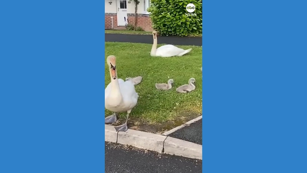 WATCH: English town makes room for new feathered neighbors