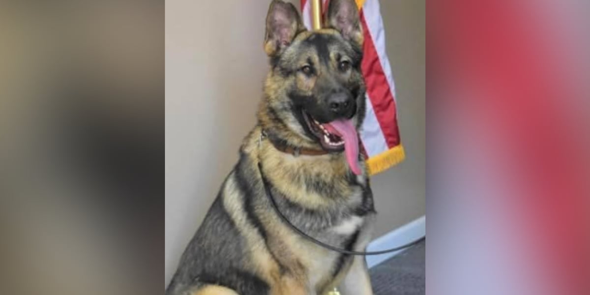 K-9 officer dies after being left in hot car, department says