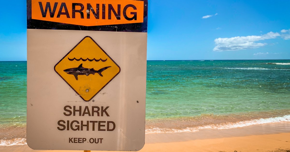 Lifeguard Dies After Being Attacked by Shark While Surfing in Hawaii