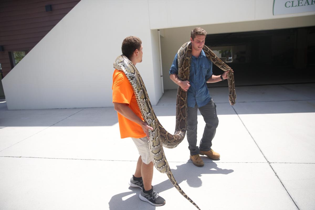 These five Burmese pythons found in Florida are in the record books for longest captured