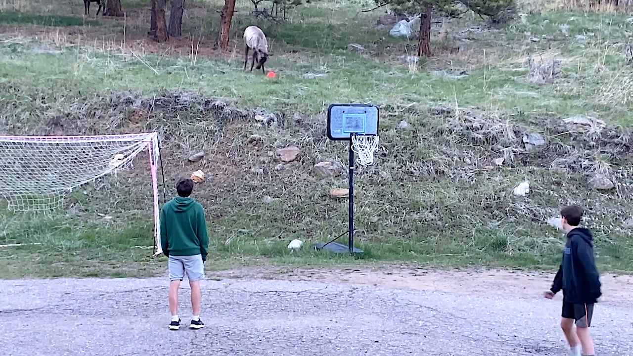 Wild Elk Plays Soccer With Teenage Boys in Colorado