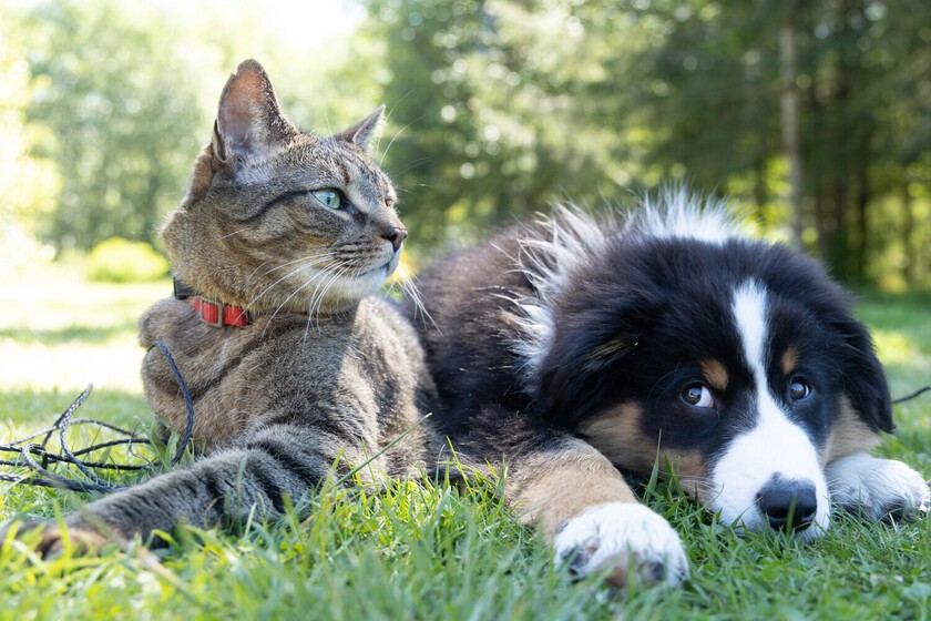 Hay una clínica en Marbella que clona mascotas: 55.000 euros por un perro, 50.000 por un gato