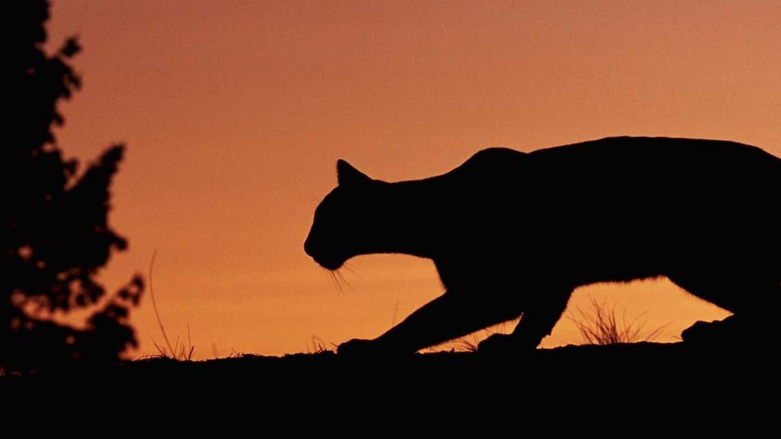 Amid increasing mountain lion sightings, California county turns to Facebook to share info