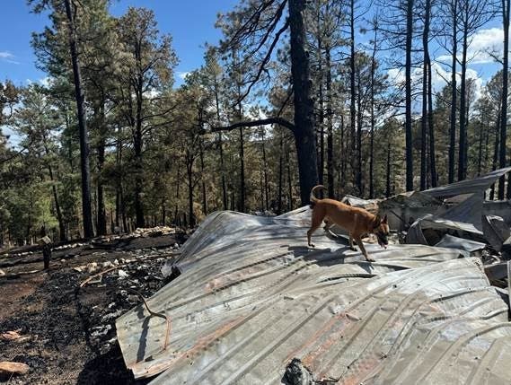 OC K-9s Injured Searching For Victims Of New Mexico Wildfires