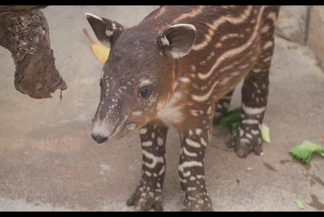 San Diego Zoo celebrates birth of endangered Baird's tapir