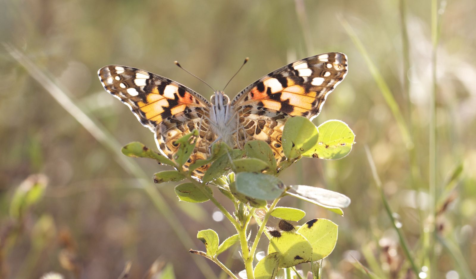 These Stunning Butterflies Flew 2,600 Miles Across the Atlantic Ocean Without Stopping