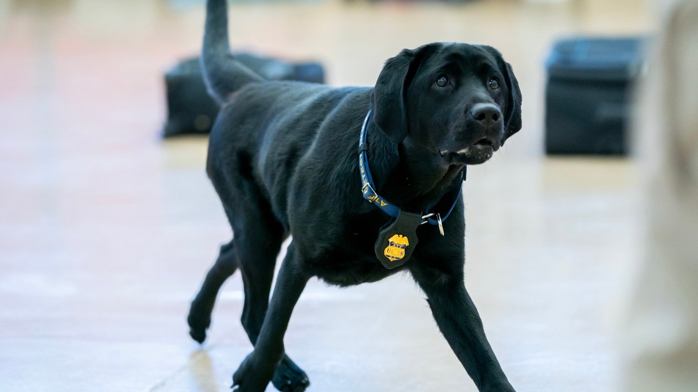 These best boys and girls just graduated from the ATF's National Canine Academy