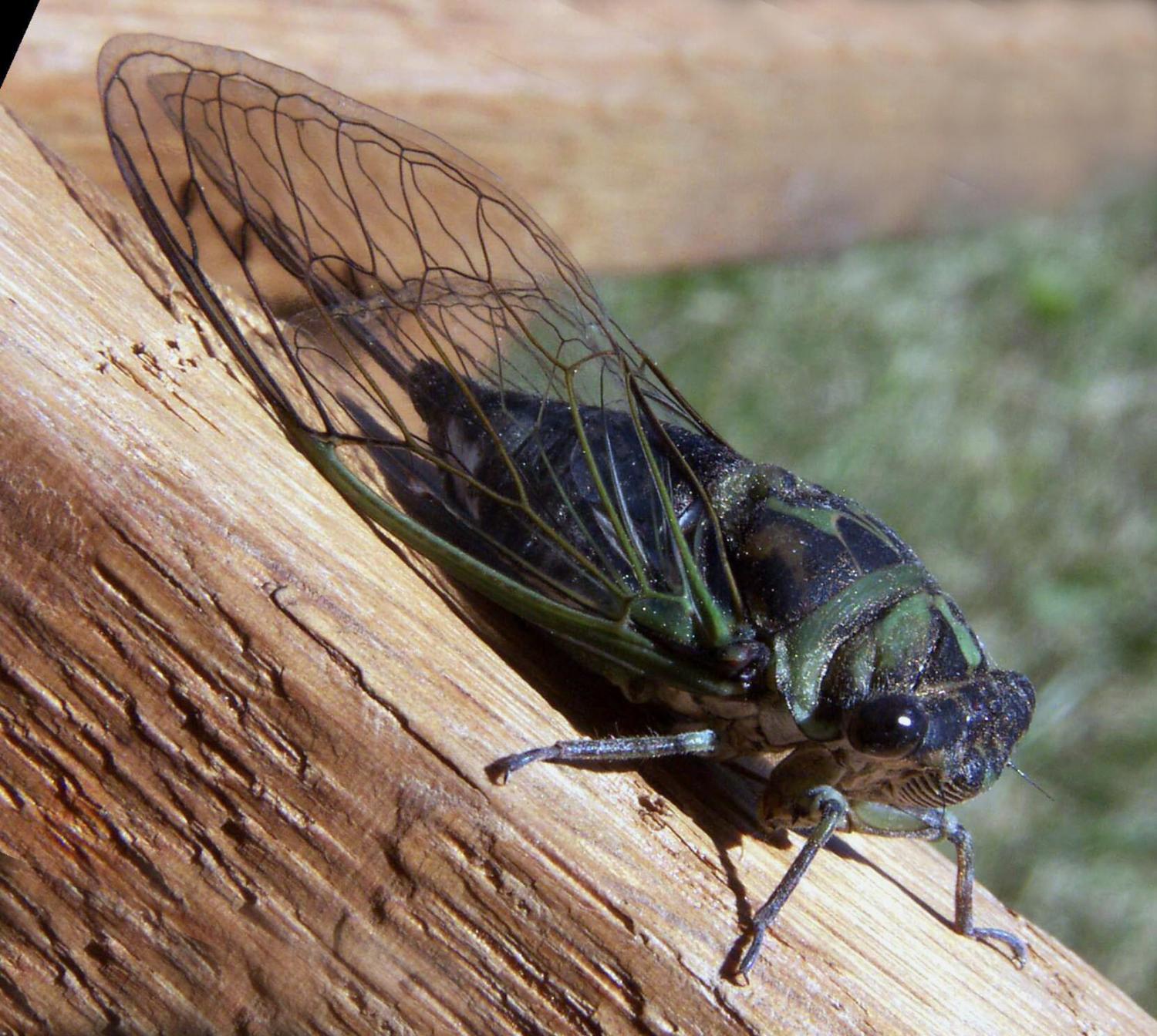 A rare blue-eyed cicada was found in Niles, Illinois: Thousands more could exist, professor says