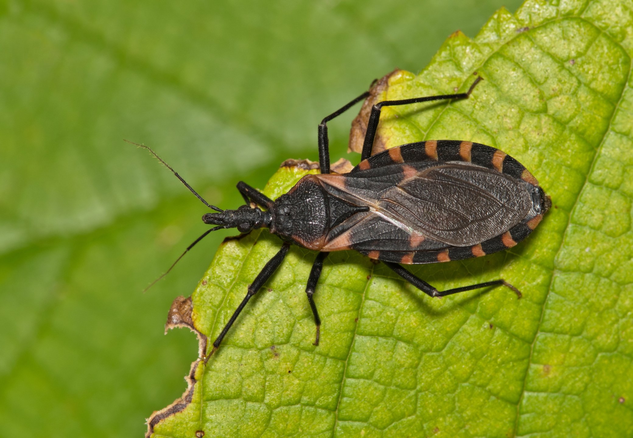 Delaware Warning Over Deadly Disease-Carrying Bugs: 'Wake-Up Call'