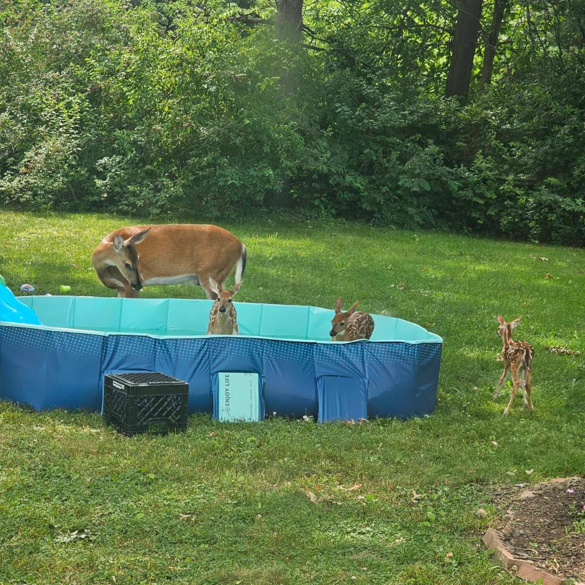 'Mom, our deer are famous': Stow woman's photos of baby deer playing in pool goes viral