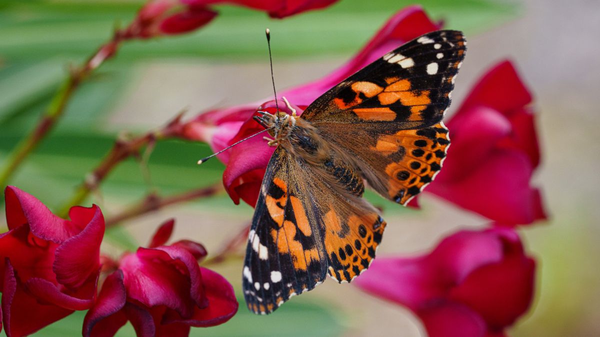 Butterflies cross Atlantic ocean on 2,600-mile non-stop flight never recorded in any insect before