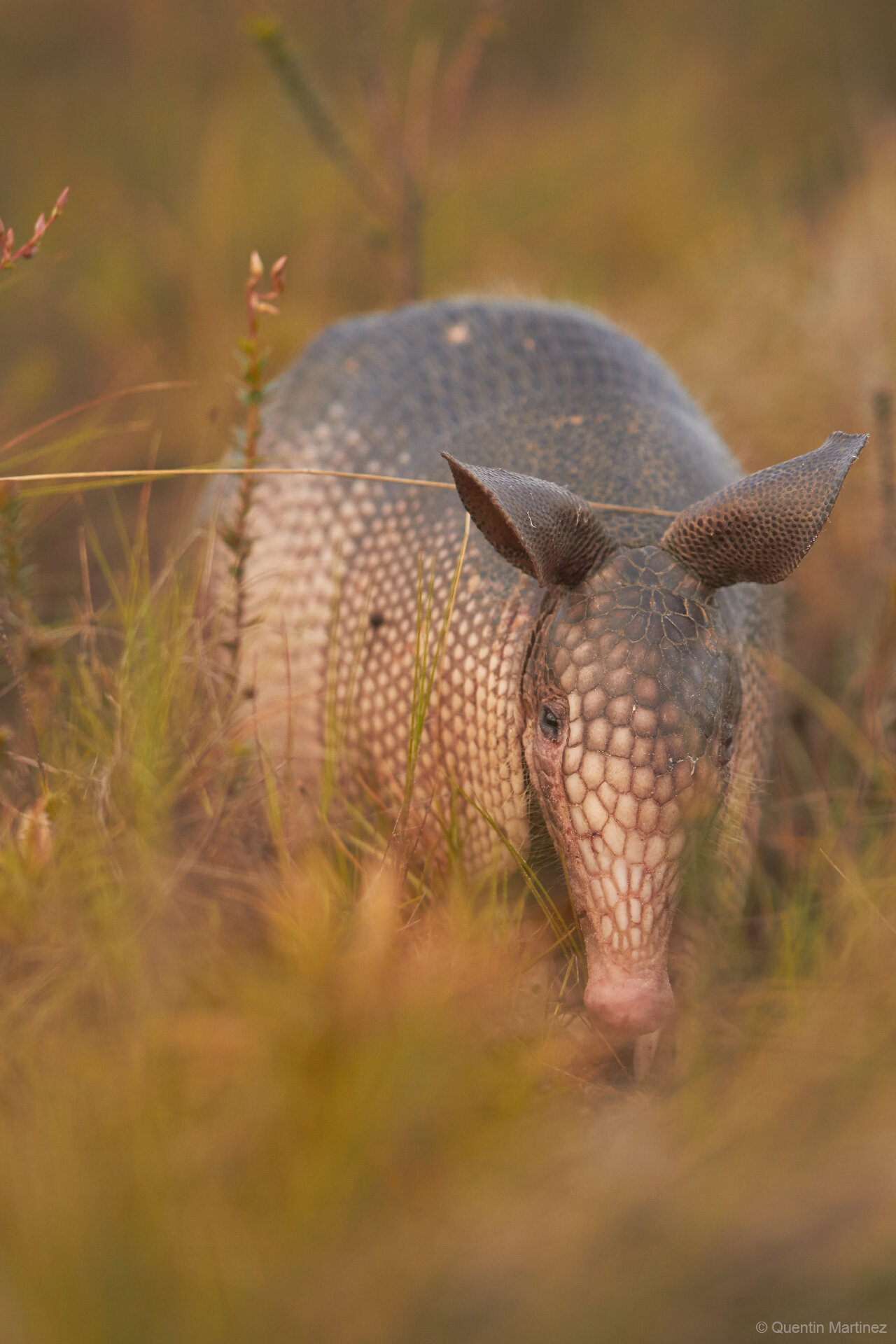 Rewriting the armadillo family tree: A new species, plus a name change for the state mammal of Texas
