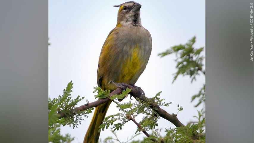PETA can obtain wild bird stress records from LSU researcher, state Supreme Court says