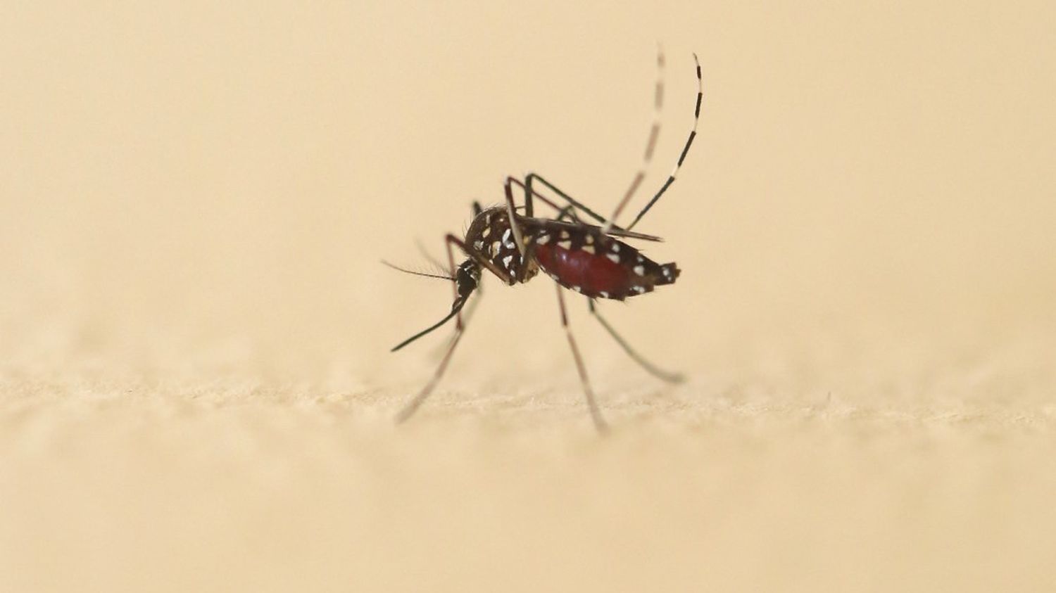 Plus de 600 nouveaux cas importés de dengue ont été recensés en France hexagonale depuis le 1er mai