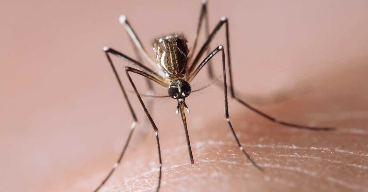 What to Know About Dengue Virus as U.S. Sees Increased Risk of Infection