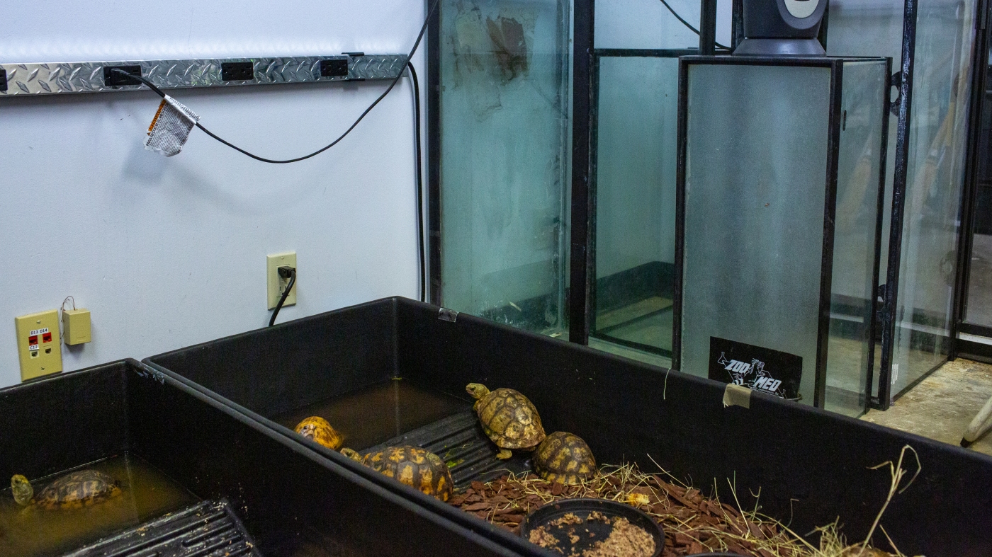 Box turtles. Coral. These illegally trafficked animals still need a good home