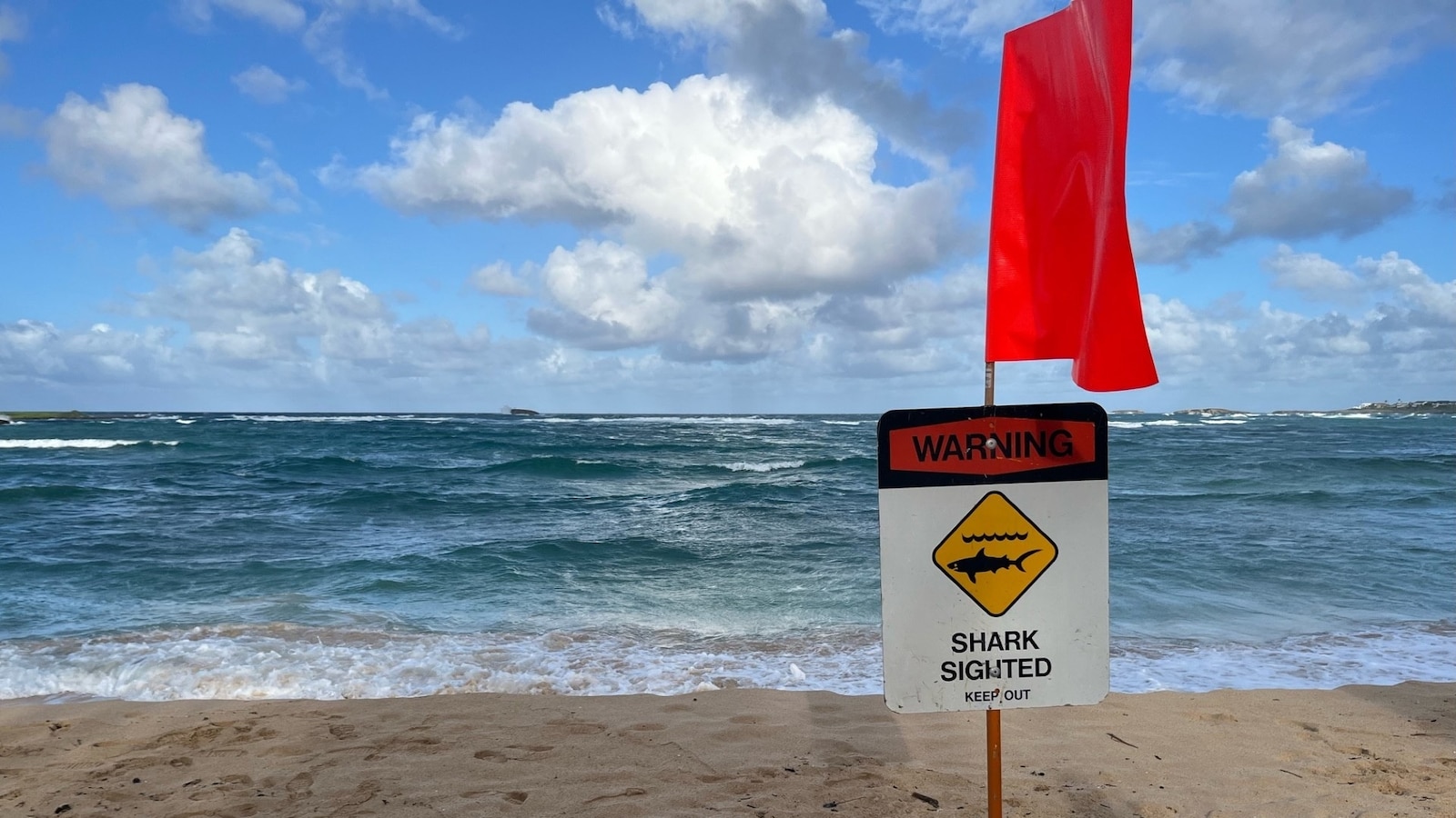 20-year-old tourist injured in potential shark attack in Hawaii