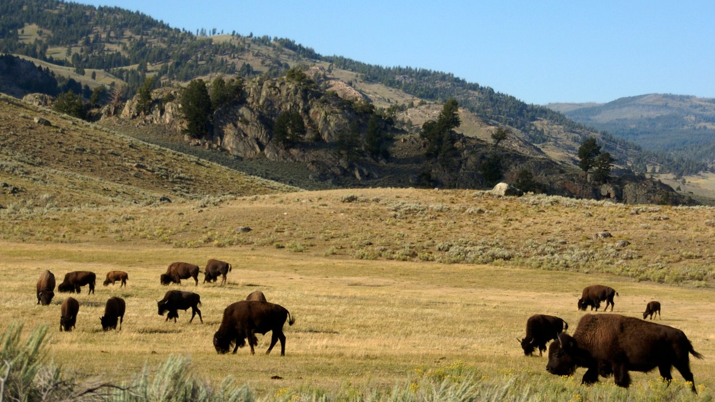 An 83-year-old woman is injured after being gored by a bison at Yellowstone park