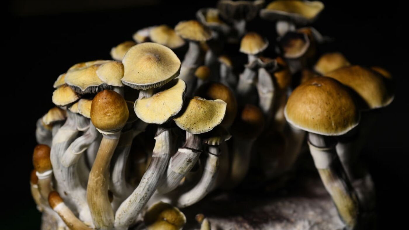 Tripping or microdosing, mushrooms use is on the rise in U.S.