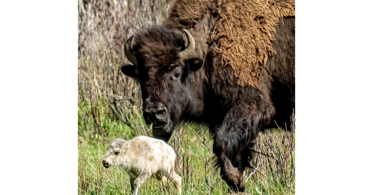 Reported Birth of Rare White Buffalo Calf in Yellowstone Park Fulfills Lakota Prophecy