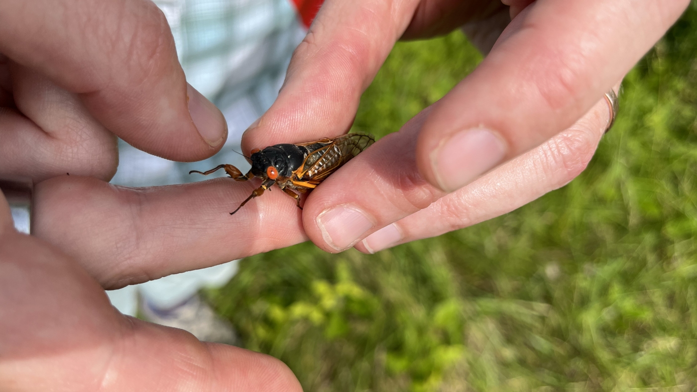 Chorus or cacophony? Cicada song hits some ears harder than others